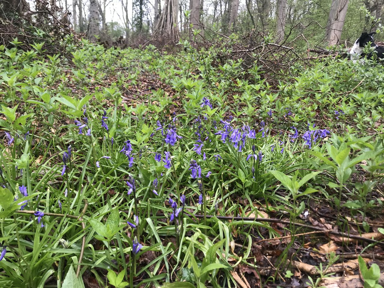 Wood in April